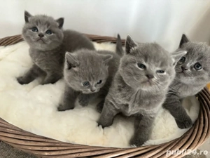 British Shorthair Blue 