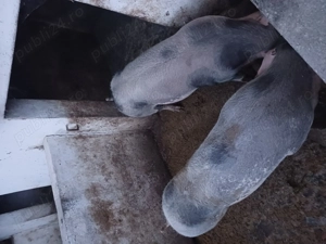 Vând două grasune !! - imagine 3