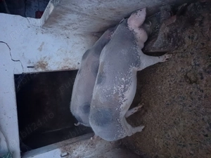 Vând două grasune !!