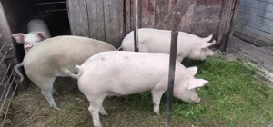 Vând porci - imagine 3