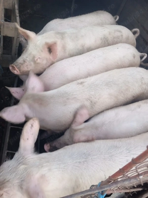 Vând porci Marele Alb și Landrace