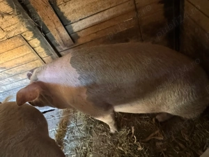 Porci de vânzare  - imagine 2