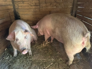 Porci de vânzare  - imagine 3