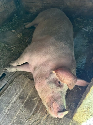 Porci de vânzare 