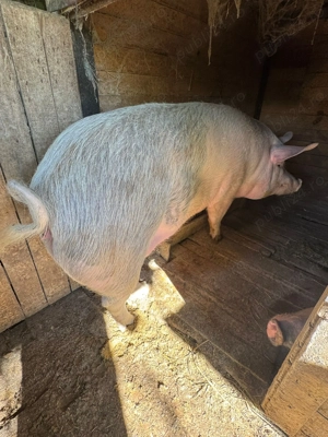 Porci de vânzare  - imagine 4