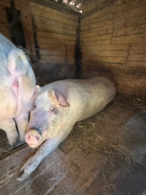 Porci de vânzare  - imagine 5