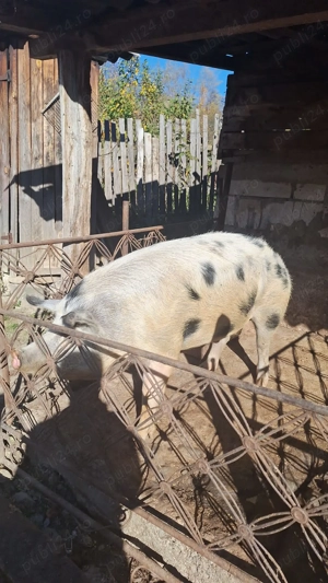Vand porci de casa  - imagine 2