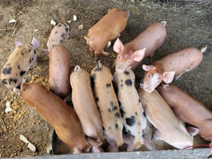 Purcei de 8 săptămâni  - imagine 2