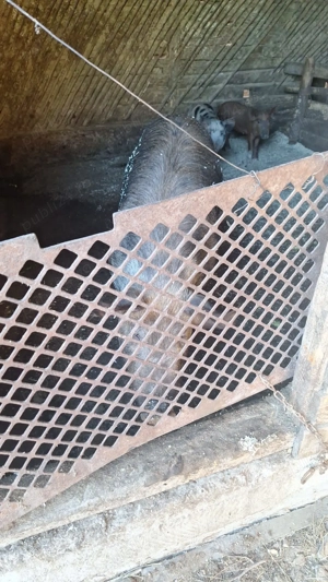 Vand porci de casa  - imagine 3