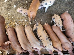 Purcei de 8 săptămâni 