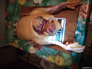 Vi le dam gata pregatite( taiate, ciumpelite) 