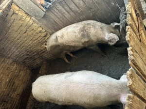 Porci de vânzare  - imagine 2