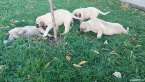 Kangal pui 2 luni  - imagine 2