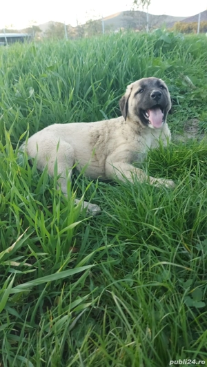 Kangal pui 2 luni  - imagine 4