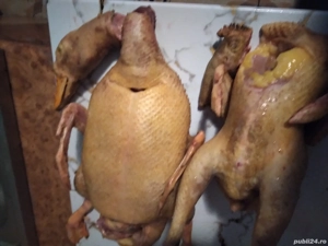 Vi le dam gata pregatite( taiate, ciumpelite)  - imagine 3