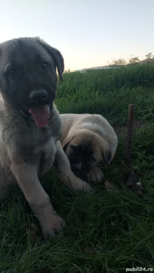 Kangal pui 2 luni  - imagine 3