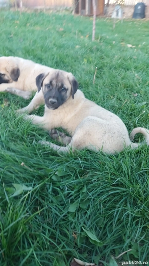 Kangal pui 2 luni  - imagine 5