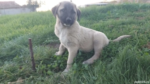 Kangal pui 2 luni 
