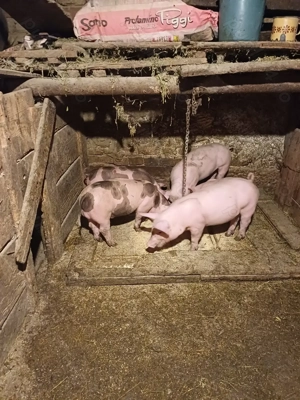 Vând purceii marele alb cu petrean!