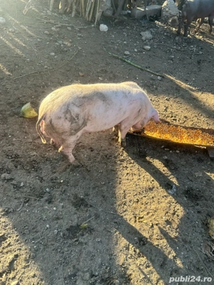 Purcei 4 luni - imagine 5