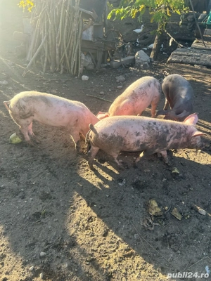 Purcei 4 luni - imagine 3