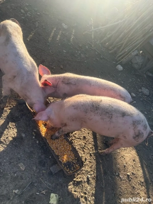 Purcei 4 luni - imagine 2