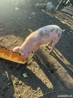 Purcei 4 luni - imagine 4