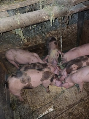 Vând purceii marele alb cu petrean! - imagine 2