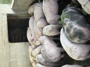 Purcei de vânzare 30-40kg