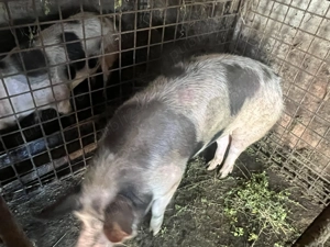 Vand porc rasa Petrain 