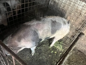 Vand porc rasa Petrain  - imagine 2