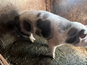 Vand porc rasa Petrain  - imagine 3