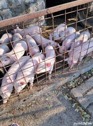 Vând purcei - imagine 2