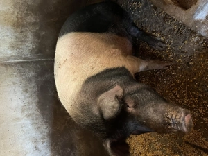 Porci mari crescuți natural              . - imagine 2