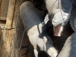 Porci mari crescuți natural              . - imagine 4