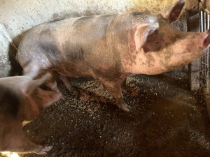 Porci mari crescuți natural              . - imagine 3