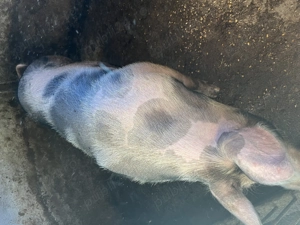 Porci mari crescuți natural              . - imagine 5