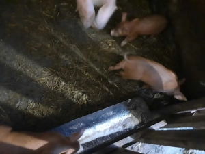 Porci de vanzare - imagine 5