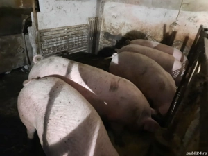 Porci de vanzare - imagine 2