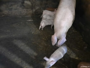 Porci de vanzare - imagine 4