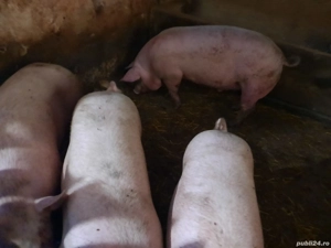 Porci de vanzare