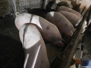 Porci de vanzare - imagine 3