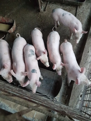 Purcei 6 săptămâni PIC+ LANDRACE