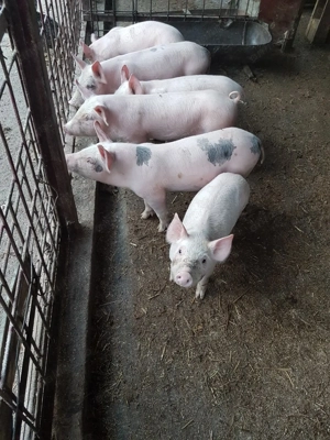 Purcei 7 săptămâni PIC+ LANDRACE - imagine 2