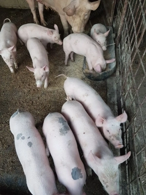 Purcei 7 săptămâni PIC+ LANDRACE - imagine 4