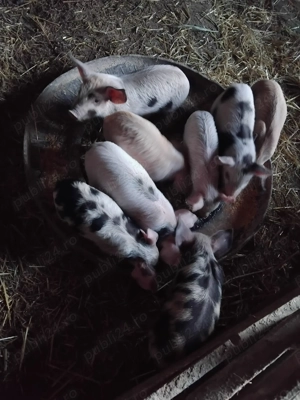 De plecare 8 bucati de 5 saptamani