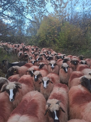 Oi de vânzare, se vând toate, nu pe ales - imagine 2