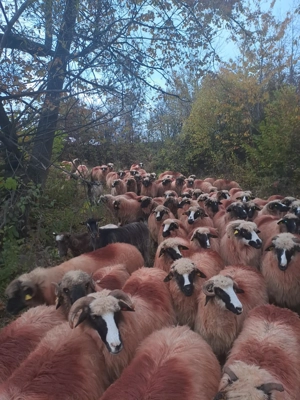 Oi de vânzare, se vând toate, nu pe ales - imagine 3