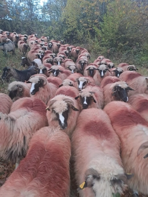 Oi de vânzare, se vând toate, nu pe ales