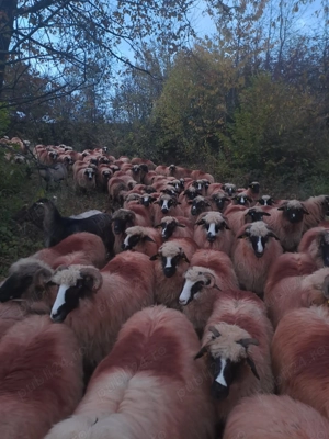 Oi de vânzare, se vând toate, nu pe ales - imagine 4